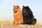 CHOW CHOW 249